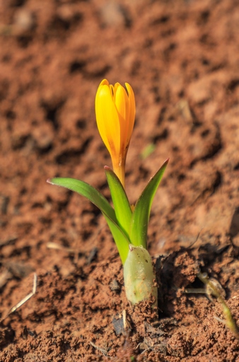 Colchicum luteum